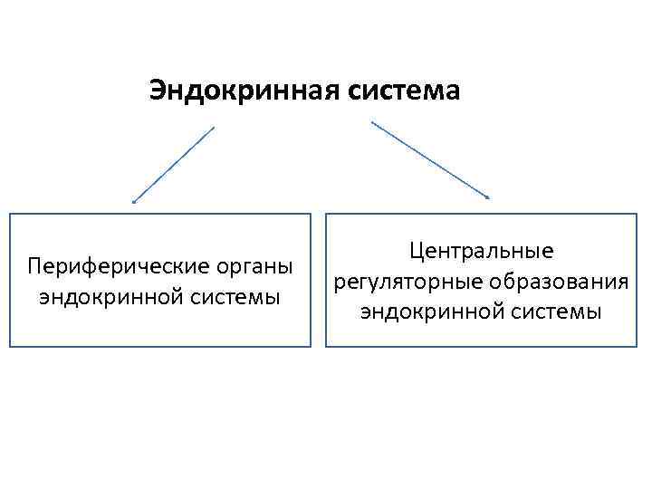 Эндокринная система Периферические органы эндокринной системы Центральные регуляторные образования эндокринной системы 