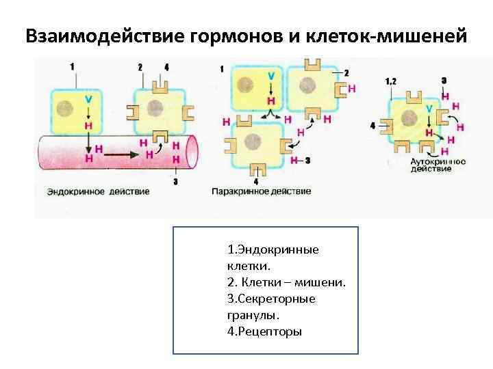 Взаимодействие гормонов и клеток-мишеней 1. Эндокринные клетки. 2. Клетки – мишени. 3. Секреторные гранулы.