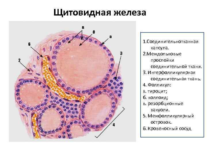 Секреторный цикл фолликулярного тироцита схема по гистологии