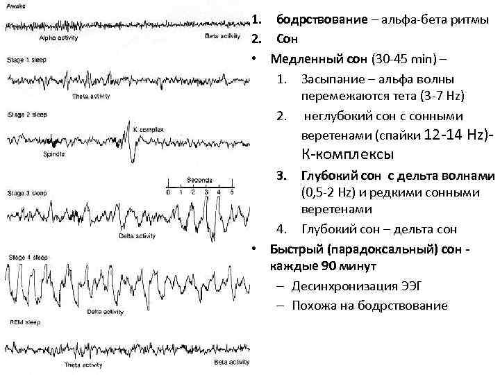 1. 2. • бодрствование – альфа-бета ритмы Сон Медленный сон (30 -45 min) –