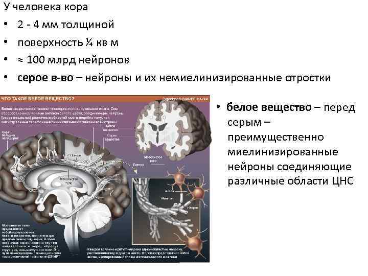У человека кора • 2 - 4 мм толщиной • поверхность ¼ кв м