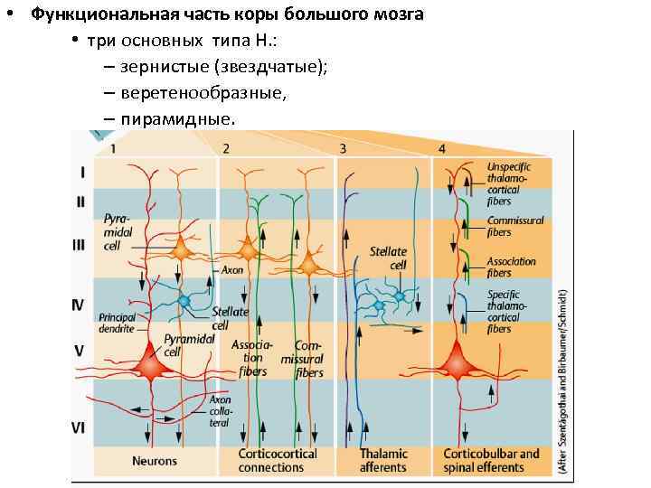 Первичные поля мозга. Схема слоев коры головного мозга. Первичные вторичные третичные поля коры головного мозга. Строение коры головного мозга физиология.