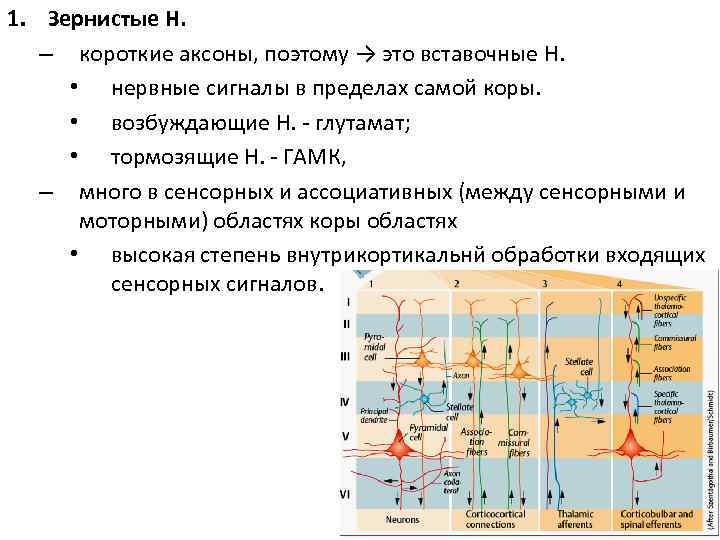 1. Зернистые Н. – короткие аксоны, поэтому → это вставочные Н. • нервные сигналы