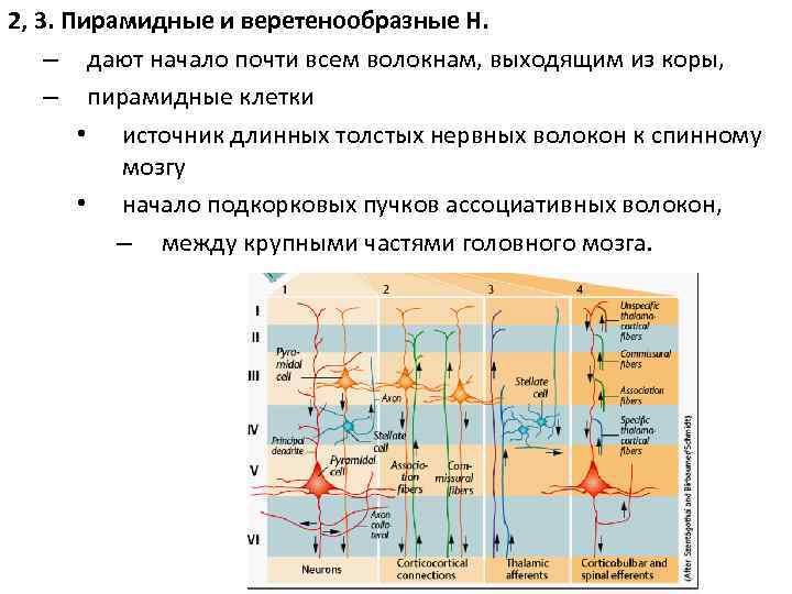 2, 3. Пирамидные и веретенообразные Н. – дают начало почти всем волокнам, выходящим из