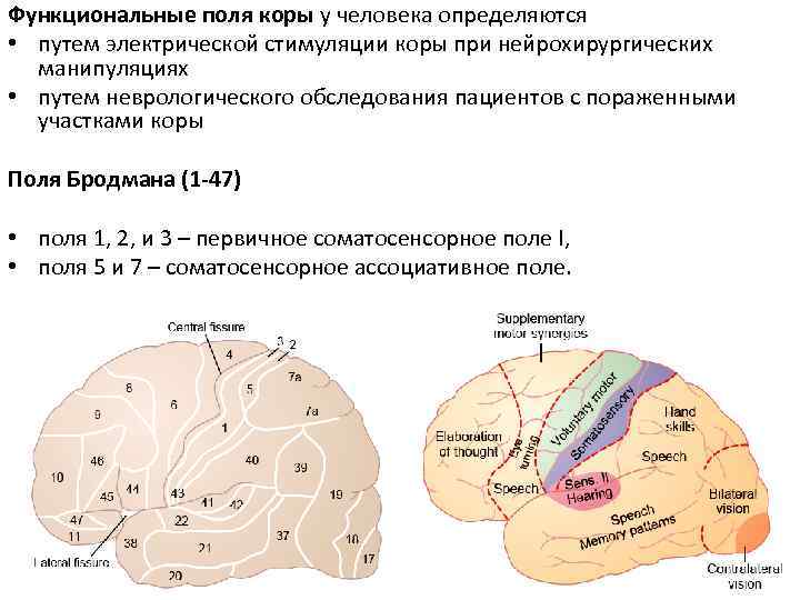 Карта бродмана с описанием полей