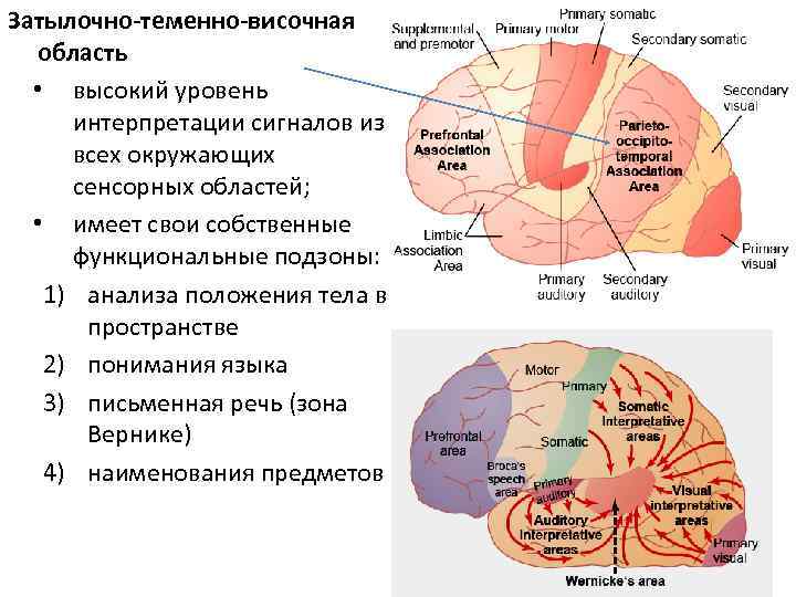 Затылочно-теменно-височная область • высокий уровень интерпретации сигналов из всех окружающих сенсорных областей; • имеет