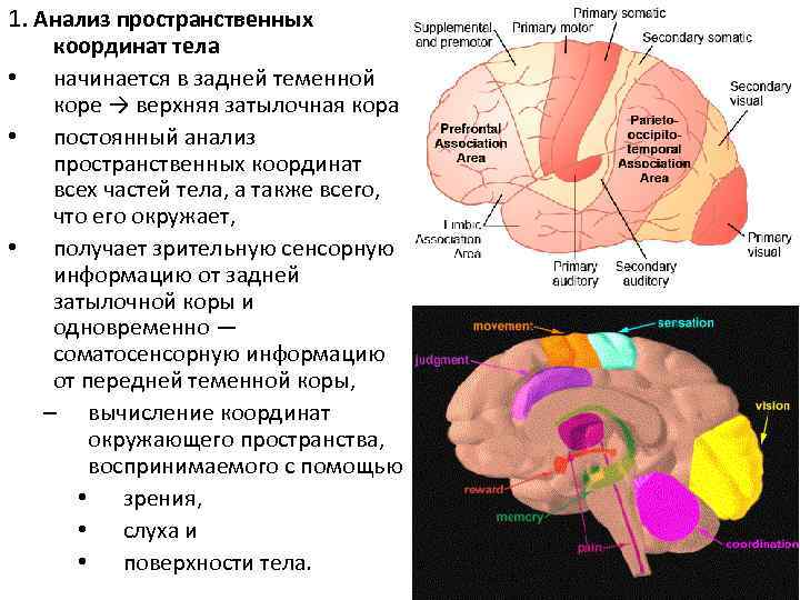 Моторная кора функции