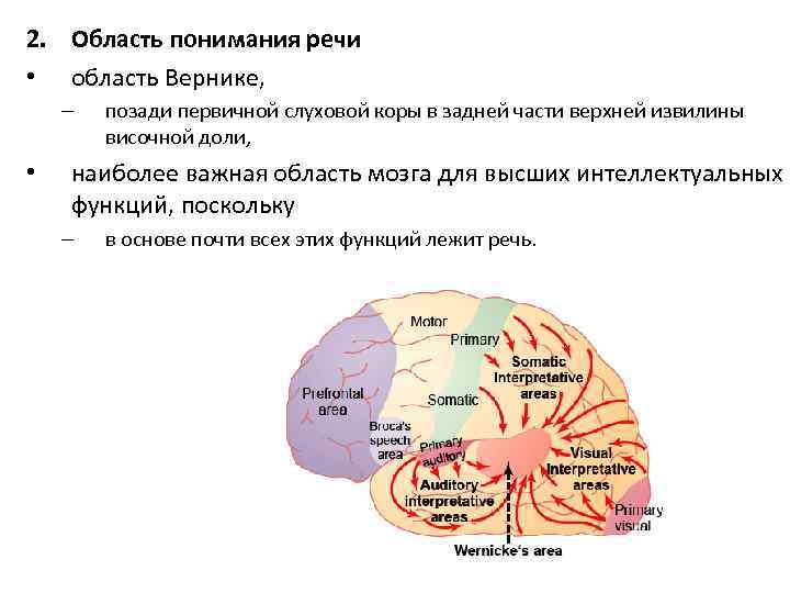2. Область понимания речи • область Вернике, – • позади первичной слуховой коры в