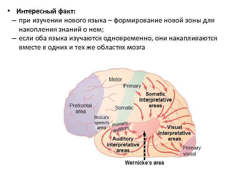  • Интересный факт: – при изучении нового языка – формирование новой зоны для