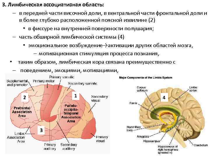 3. Лимбическая ассоциативная область: – в передней части височной доли, в вентральной части фронтальной