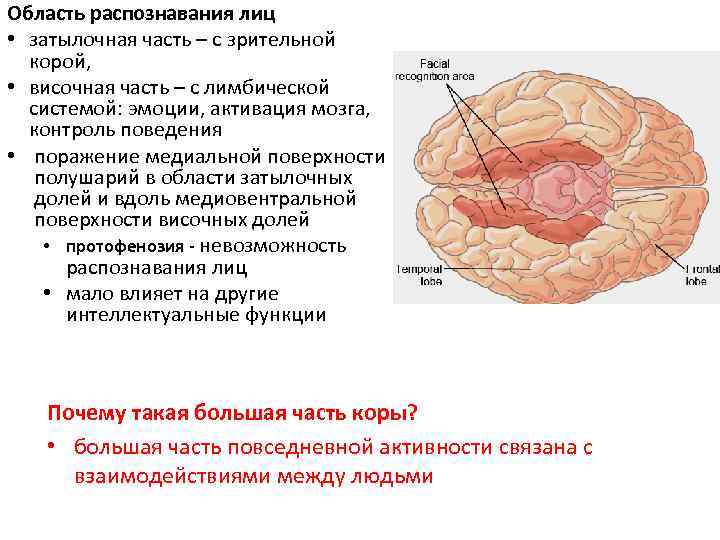Область распознавания лиц • затылочная часть – с зрительной корой, • височная часть –