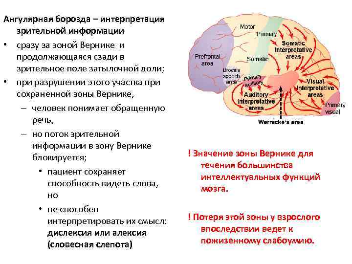 Ангулярная борозда – интерпретация зрительной информации • сразу за зоной Вернике и продолжающаяся сзади