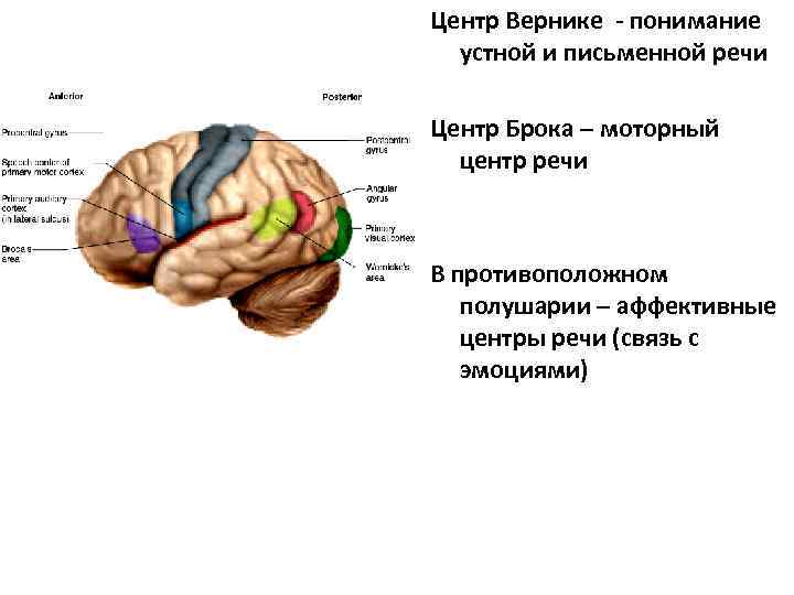 Речевой центр находится. Центр Вернике находится в коре больших полушарий. Центр Брока и Вернике функции. Двигательный центр устной речи - центр Брока расположен:. Слуховой центр устной речи Вернике.