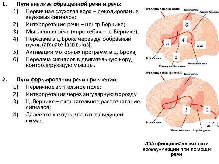 1. 2. Пути анализа обращенной речи и речь: 1) Первичная слуховая кора – декодирование