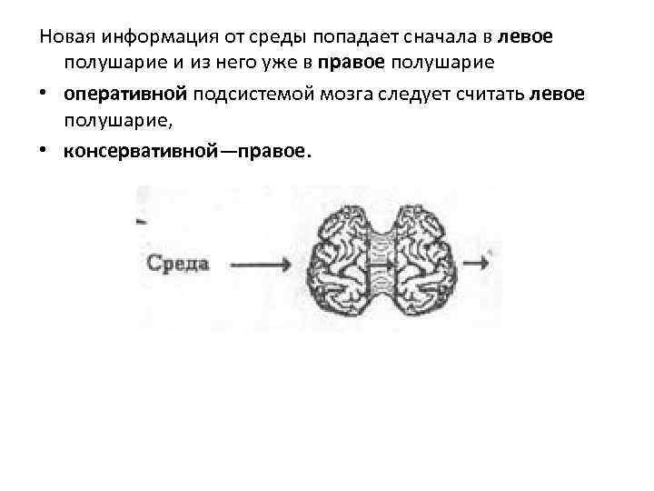 Новая информация от среды попадает сначала в левое полушарие и из него уже в