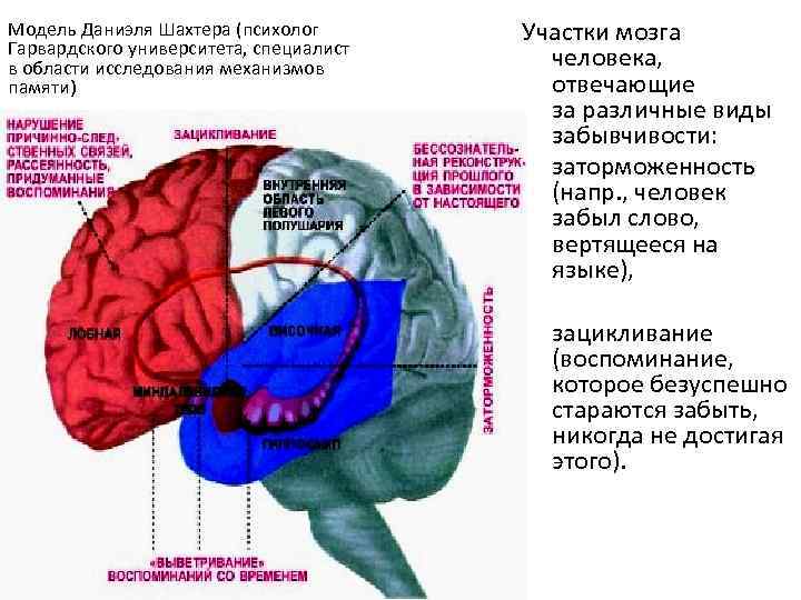 Физиология коры головного мозга презентация