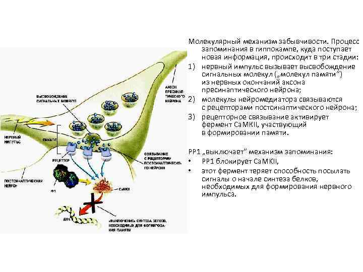 Молекулярный механизм забывчивости. Процесс запоминания в гиппокампе, куда поступает новая информация, происходит в три