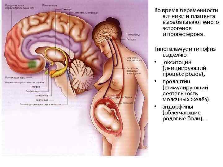 Во время беременности яичники и плацента вырабатывают много эстрогенов и прогестерона. Гипоталамус и гипофиз