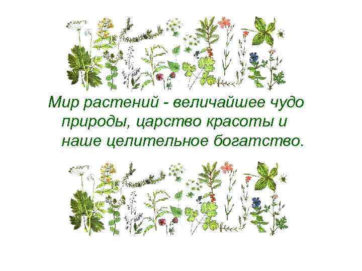 Мир растений - величайшее чудо природы, царство красоты и наше целительное богатство. 