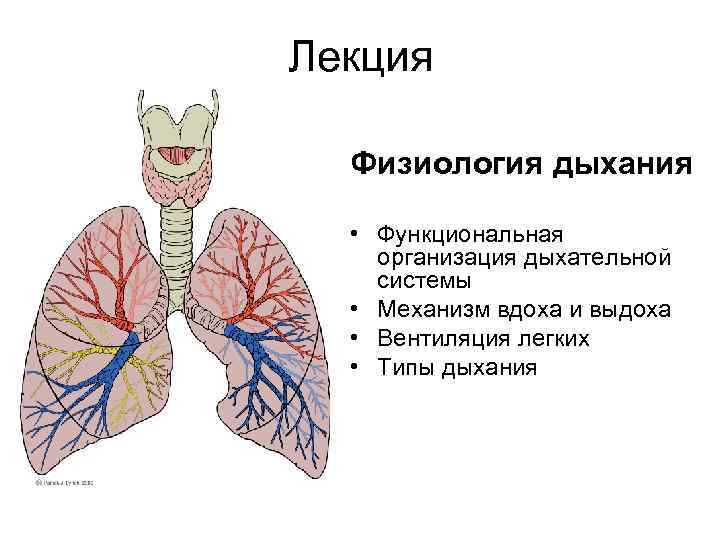 Презентация анатомия и физиология органов дыхания