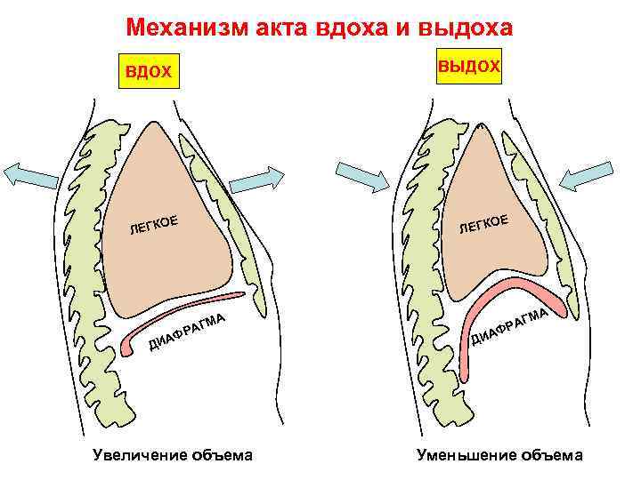 Механизм вдоха и выхода схема