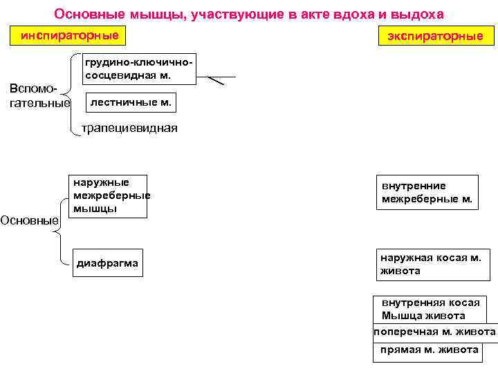 Мышцы акта вдоха. Основные мышцы участвующие в акте вдоха. Мышцы участвующие в акте дыхания основные и вспомогательные. Какие мышцы участвуют в акте вдоха и выдоха. Мышцы вдоха и выдоха основные и вспомогательные.