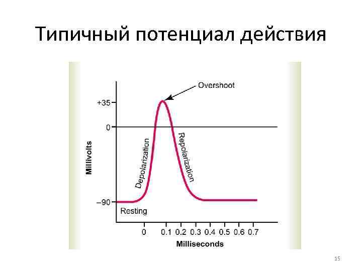 Кривая потенциала действия. Потенциал действия и кривая Ферворна. График потенциала действия. Типичный потенциал действия.