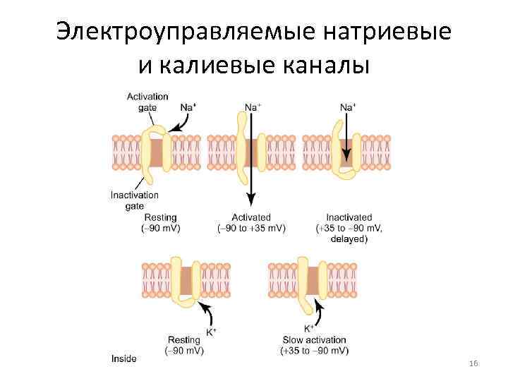 Активация каналов