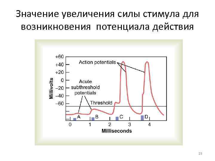 Увеличение значений. Значение потенциала действия. Рост потенциала действия. Стимул потенциала действия. Стимул для возникновения потенциала действия.