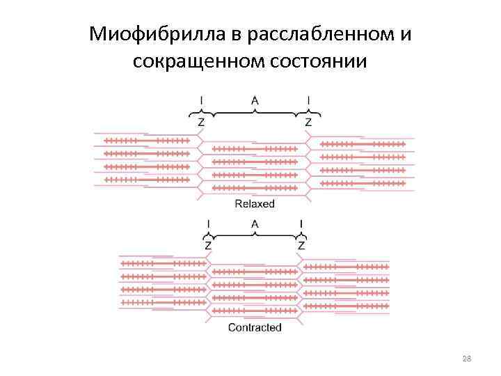 Нарисуйте саркомер в состоянии расслабления и полного сокращения