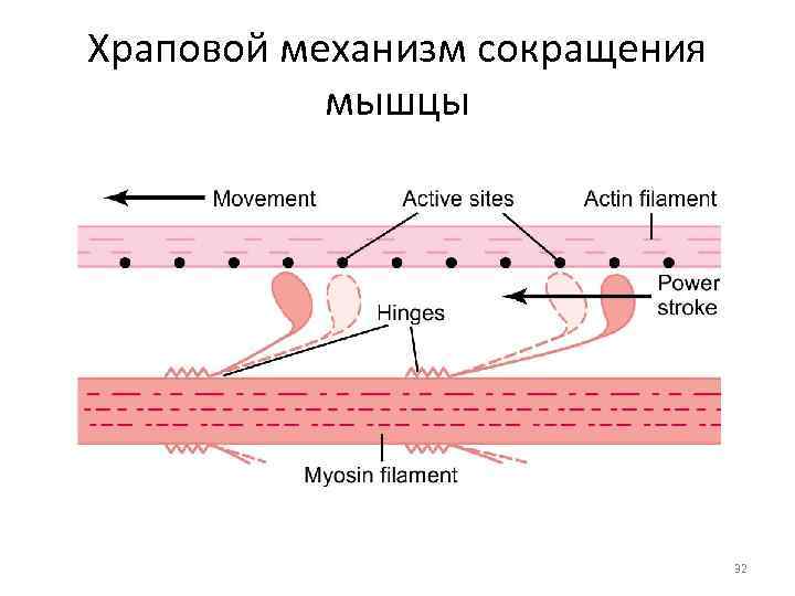 Источник энергии для мышечного сокращения