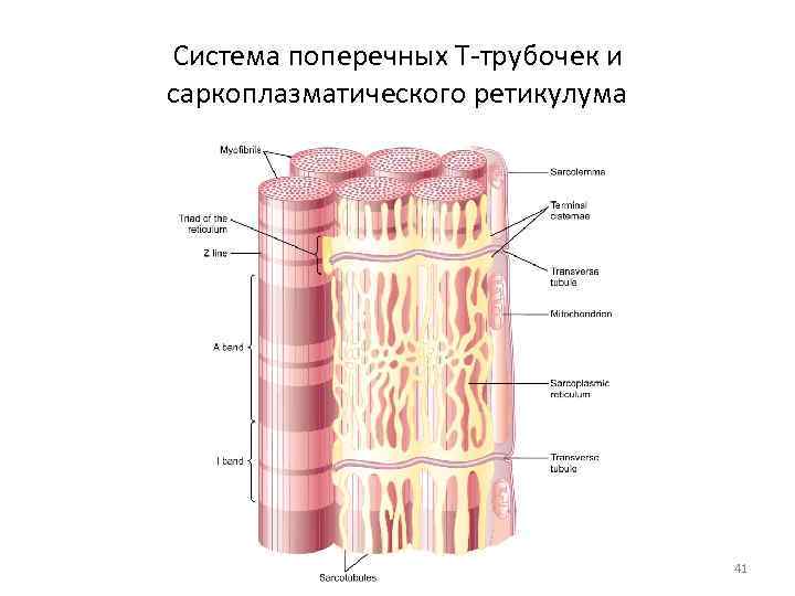 Гладкий саркоплазматический ретикулум исчерченных мышц обеспечивает. Саркоплазматический ретикулум и т трубочки. Саркоплазматический ретикулум строение. Саркоплазматический ретикулум гистология. Саркоплазматическая сеть мышечного волокна.