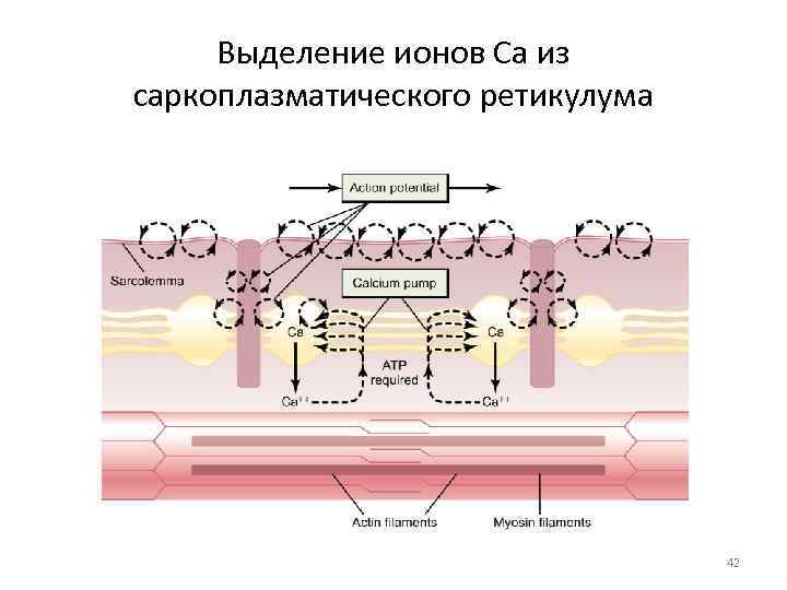 Презентация на тему физиология возбудимых тканей