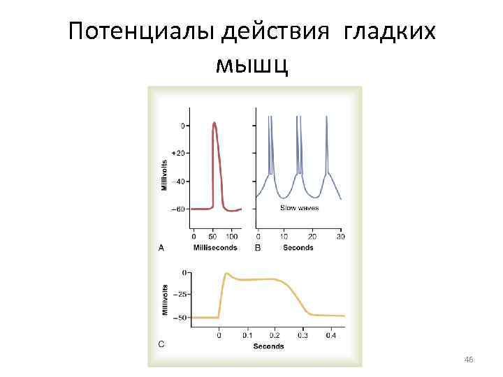 Потенциал покоя гладкомышечного волокна равен. Электрограмма потенциала действия скелетно-мышечного волокна. Потенциал действия скелетной мышцы. Потенциал покоя скелетной мышцы. Потенциал покоя скелетного мышечного волокна.