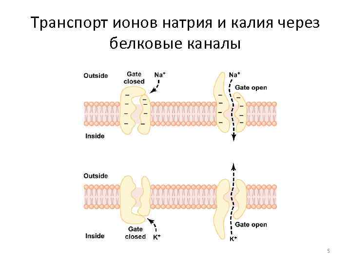 Транспорт ионов. Транспорт ионов натрия через мембрану. Транспорт ионов калия и натрия. Натриевые и калиевые каналы. Транспорт ионов через каналы.