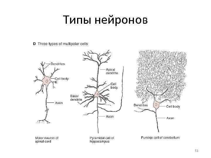 Виды нервных клеток схема