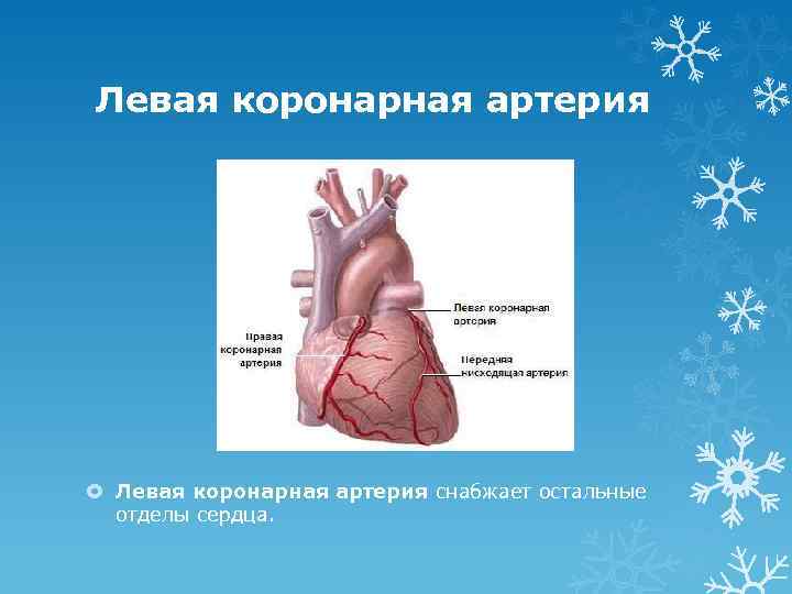 Левая коронарная артерия снабжает остальные отделы сердца. 