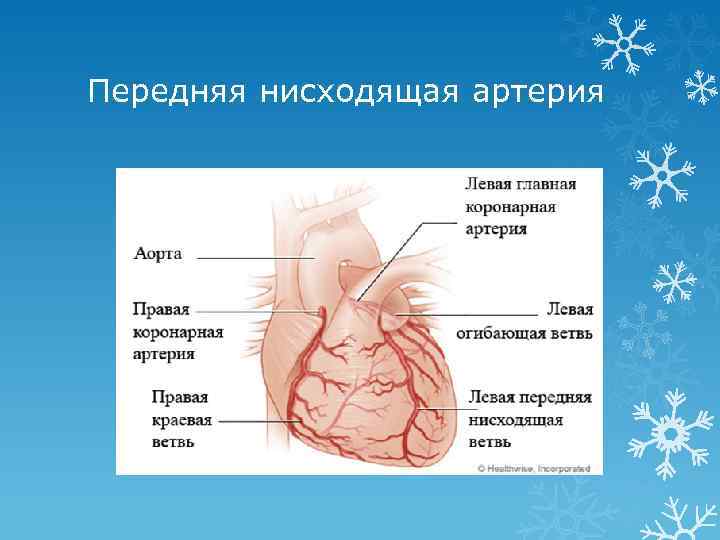 Левая коронарная артерия