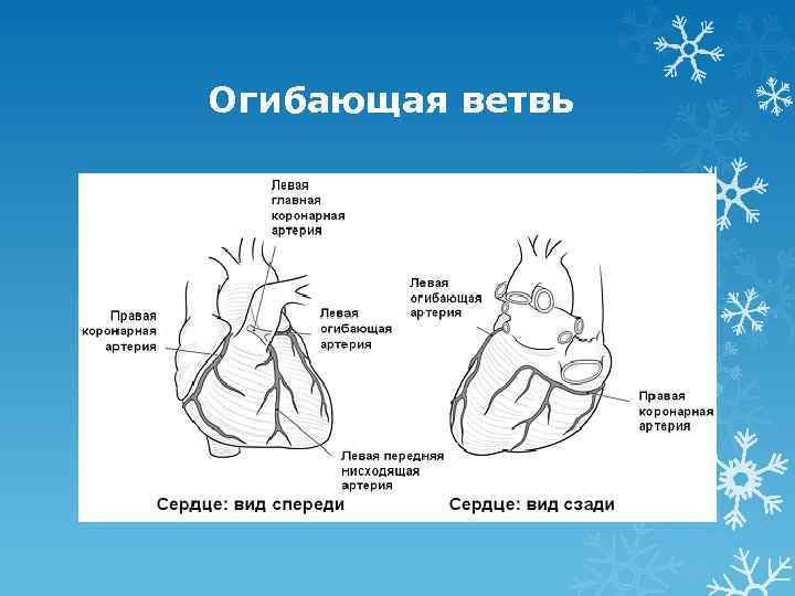 Правая и левая ветви