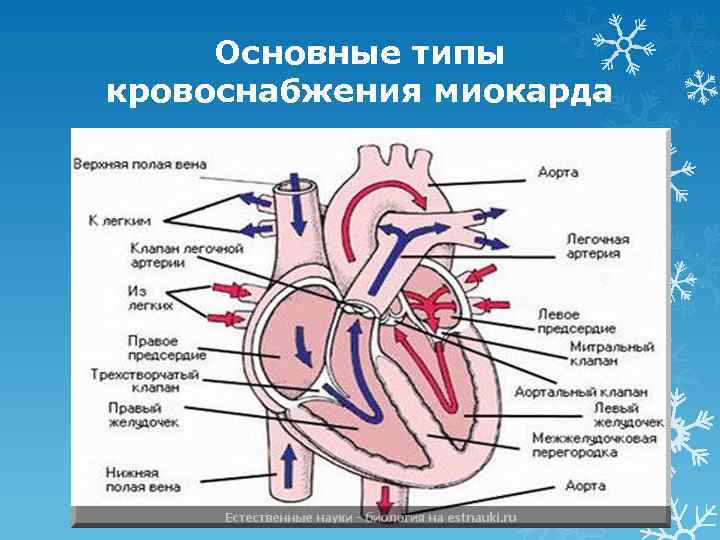 Основные типы кровоснабжения миокарда 