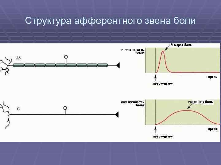 Структура афферентного звена боли 