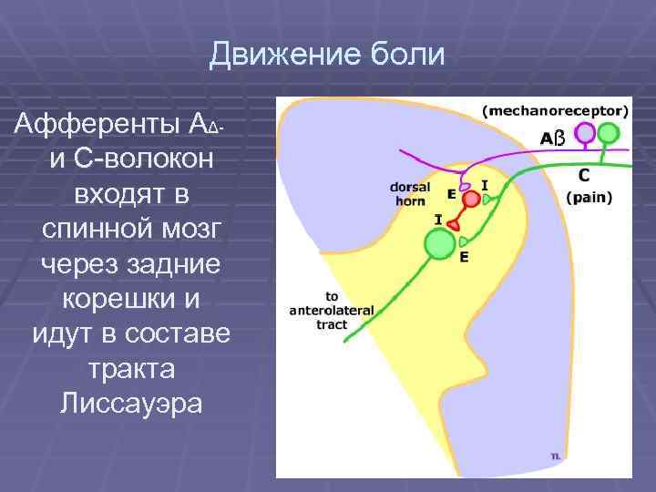Движение боли Афференты АΔи С-волокон входят в спинной мозг через задние корешки и идут
