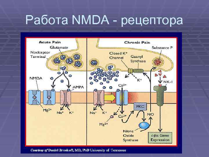 Nmda рецепторы это. Строение NMDA рецептора. НМДА рецепторы глутамата. NMDA И AMPA рецепторы. Активация системы NMDA рецепторов.