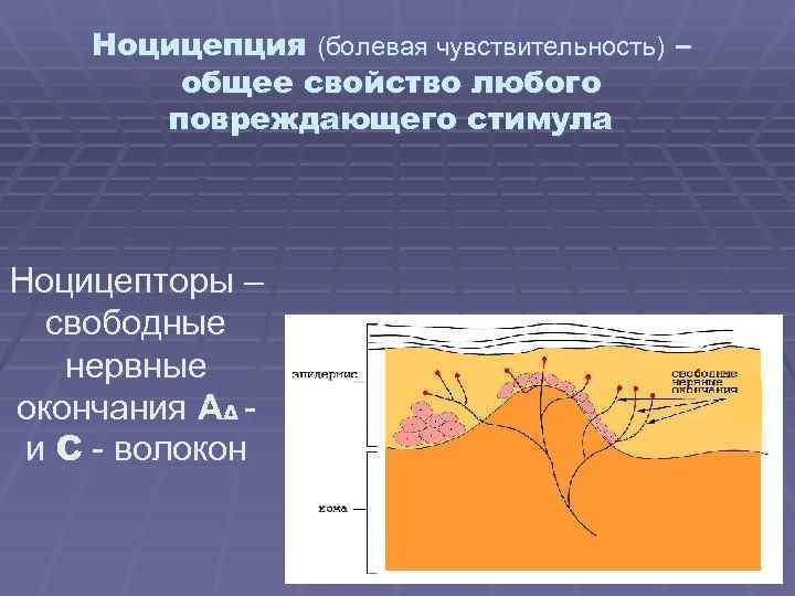 Ноцицепция (болевая чувствительность) – общее свойство любого повреждающего стимула Ноцицепторы – свободные нервные окончания