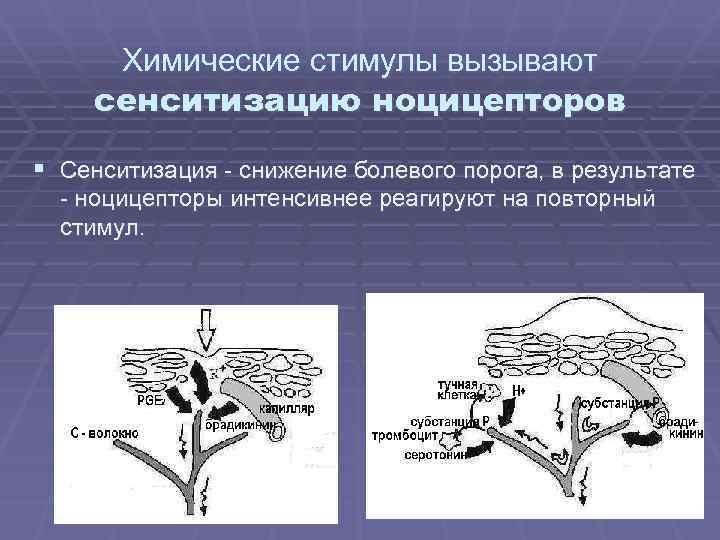 Химические стимулы вызывают сенситизацию ноцицепторов § Сенситизация - снижение болевого порога, в результате -