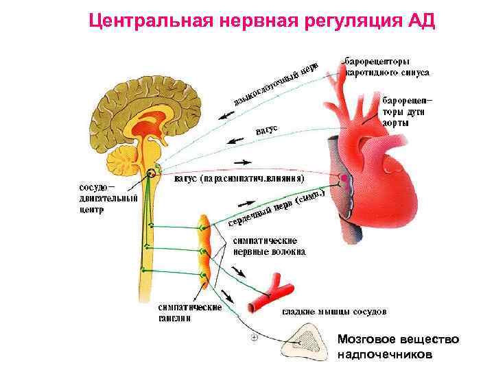 Центры управления сердечно сосудистой. Нервные механизмы регуляции деятельности сердца. Нервные центры регуляции сердечной деятельности. Нервно-гуморальная регуляция работы сердечно-сосудистой системы. Регуляция работы сердца схема.