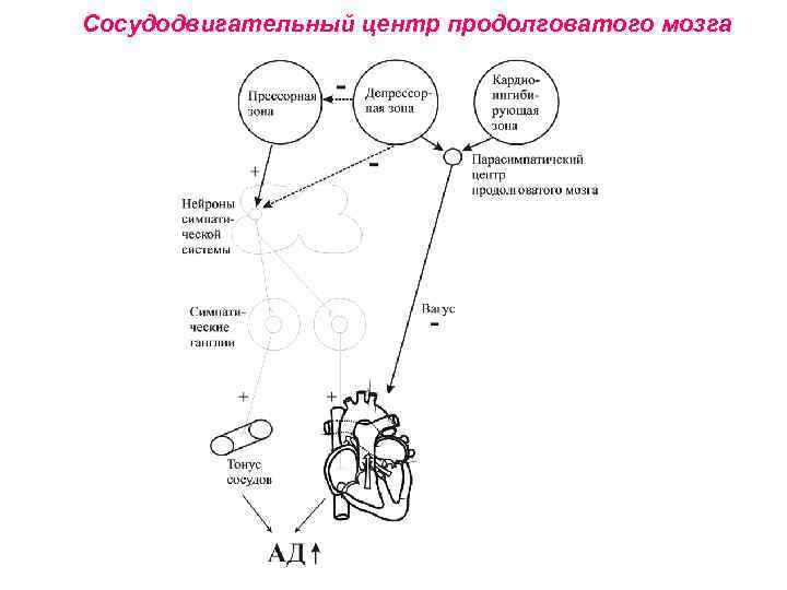 Сосудодвигательный центр продолговатого мозга 