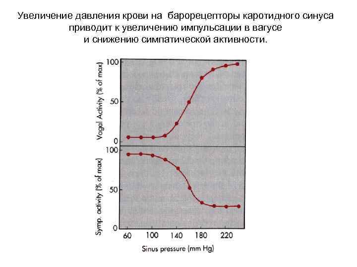 Увеличение давления крови на барорецепторы каротидного синуса приводит к увеличению импульсации в вагусе и