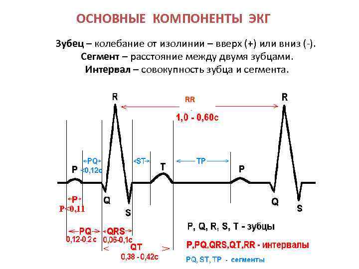 ОСНОВНЫЕ КОМПОНЕНТЫ ЭКГ Зубец – колебание от изолинии – вверх (+) или вниз (-).