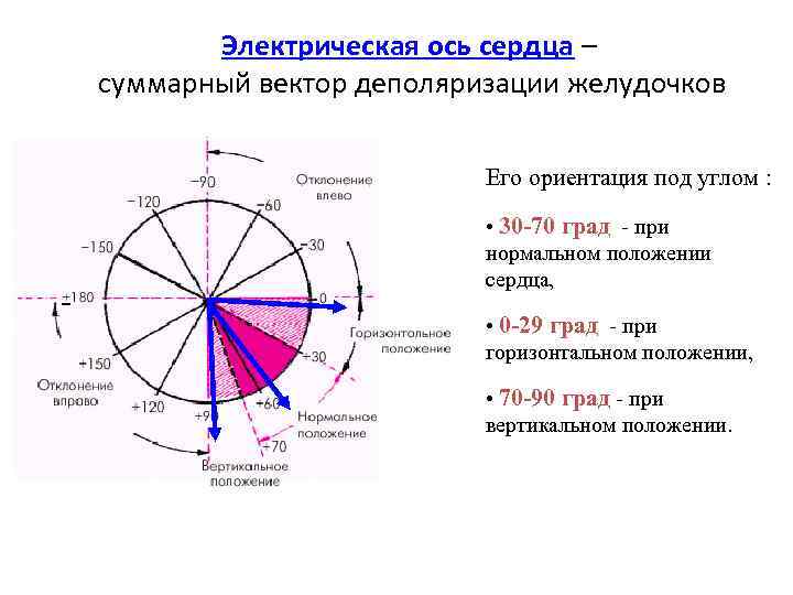 Положение оси сердца